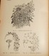 Delcampe - Floriculture. A.Buyssens. - Garden