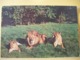 B21 4020 CPSM GM 1964 - ROYAUME UNI - ZOO DE CHESTER - LION ET LIONNES - Lions