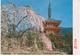 °°° 13458 - JAPAN - KYOTO - CHERRY BLOSSOMS AT DAIGOJI TEMPLE - 1977 With Stamps °°° - Kyoto