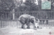 75 - PARIS 05 - Jardin Des Plantes - Le Petit Elephant - Arrondissement: 05