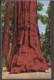Sequoia National Park , California. The President Tree - Autres & Non Classés