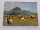 CPSM  LE MONT GERBIER DES JONCS LE MONT MEZENC    CHEVRE ZIEGE  VOYAGEE TIMBREE  NICE STAMPS - Autres & Non Classés