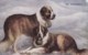 AS72 Animals - Dogs, St. Bernards - Chiens