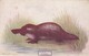 PLATYPUS , Australia,  00-10s - Other & Unclassified