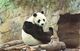 Postcard Of Giant Panda "Chi - Chi" At London Zoo (29619) - Other & Unclassified