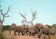 WILD LIFE-DIERELEWE-KRUGER NATIONAL PARK- VIAGGIATA     FG - Afrique Du Sud