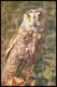 BIRDS. LONG-EARED OWL. USSR, 1985. Unused Postcard - Vögel