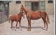 AS74 Animals - Horses - Brown Horse With Foal - Chevaux