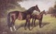 AS74 Animals - Horses - Brown Thoroughbred Mare And Foal - Chevaux