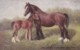 AS74 Animals - Horses - Bay Shire Mare And Foal - Chevaux