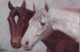 AS74 Animals - Horses - Brown And White Horse's Heads - Artist Signed - Chevaux