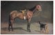 AS74 Animals - Horses - Brown Horse With Doberman Dog - Chevaux