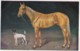 AS74 Animals - Horses - Brown Horse With White Dog - Horses