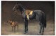 AS74 Animals - Horses - Black Horse With Boxer Dog - Horses