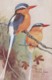 AS74 Animals - Birds - White-tailed Kingfisher, Artist Signed Roland Green - Oiseaux