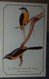Petit Calendrier Poche 1996 Création Dobola Angouleme - Oiseau Bergeronnette Jaune Pharmacie Niort - Small : 1991-00