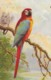 AS76 Animals - Birds - Parrot - Birthday Greeting - Birds