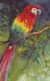 AS76 Animals - Birds - Parrot, Artist Signed Roch Or Rooh? - Pájaros