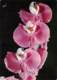 CPM - Orchidées - Phalaenopsis - Fandango - Fleurs