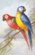 AS77 Animals - Birds - 2 Parrots By Wagner - Birds