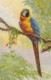 AS77 Animals - Birds - Parrot - Birthday Greetings - Pájaros