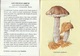 # I Funghi In Valle Brembana - Libricino Edito Dalla Comunità Valle Brembana - Natur