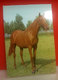 Cavallo Horse CARTOLINA Non Viaggiata - Horses