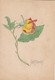 AK Rose - Orig. Handzeichnung - Aquarell - Signiert (42920) - Blumen