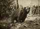 OURS BEARS OSOS BEREN   10*8CM Fonds Victor FORBIN 1864-1947 - Otros & Sin Clasificación