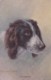 AR56 Animals - Spaniel Dog - Patience - Artist Minnie Keene - Dogs