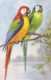 AS78 Animals - Birds - 2 Parrots By Wagner - Birds