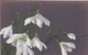 AK Schneeglöckchen - Orig. Handzeichnung - Pastell - 1913 (42956) - Blumen