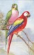 AS79 Animals - Birds - 2 Parrots By Wagner - Birds