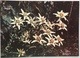 (717) Edelweiss - Blüte Von Juli Bi August In Höhe Zwischen 1700 Und 3400 M - Fleurs