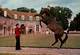 CPM - HARAS Du PIN - Elevage Du CHEVAL Français - "Tyrol" Etalon De Pur-sang Anglais - Chevaux