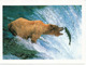 Alaskan Brown Bear Reaching For A Salmon,Katmai National Park.Alaska, Postcard From North Pole Sent To Andorra 2019 - Osos