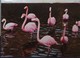 Petit Calendrier Poche 1984 Flamand  Rose - Laiterie De Tourneuve Orvault - Small : 1981-90