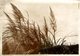 WELL GROWN MISCANTHUS WAVING IN GENTLE BREEZE JAPAN JAPÓN  16,5*12CM Fonds Victor FORBIN 1864-1947 - Otros & Sin Clasificación