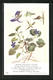 AK British Flowering Plants, Wood Violet - Sonstige & Ohne Zuordnung