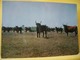 B21 4708 CPSM GM. 1965 - LA CAMARGUE. UNE MANADE AVEC SES CELEBRES COCARDIERS JOFFRE ET LANCIER - Vacas