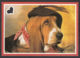 89605/ CHIEN, CHIENS, Type Basset - Chiens