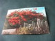 STORIA POSTALE  FRANCOBOLLO VENEZUELA ARBOL FLAMBOYANTE FLOWERING FLAMBOYANT TREE - Cactus