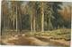 68-1381 Russia Shishkin Painting - Paintings