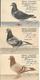 AFFILIATION  COLOMBOPHILE  LIBRE DES  DEUX *HOUDENG    3 CARTES - Oiseaux