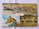 Zimbabwe 1980 Postcard "animals Giraffe Lion Gazelle Waterbuck" To England - Rhinoceros - Zimbabwe (1980-...)