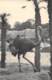 75 - PARIS - Parc Zoologique Du Bois De Vincennes - Une Autruche (Afrique) - Distrito: 12