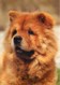 Animaux - Chiens - Chow Chow - Voir Scans Recto-Verso - Chiens