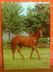 Cavallo Horse CARTOLINA Non Viaggiata - Cavalli