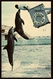 Florida  -  Two Playful Porpoise Dolphin  -  Aquatarium On St. Petrsburg Beach  -  Ansichtskarte Ca.1968   (12411) - St Petersburg