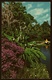 Florida  -  Cypress Gardens  -  Tibouchina  -  Ansichtskarte Ca.1970  (11873) - Sonstige & Ohne Zuordnung